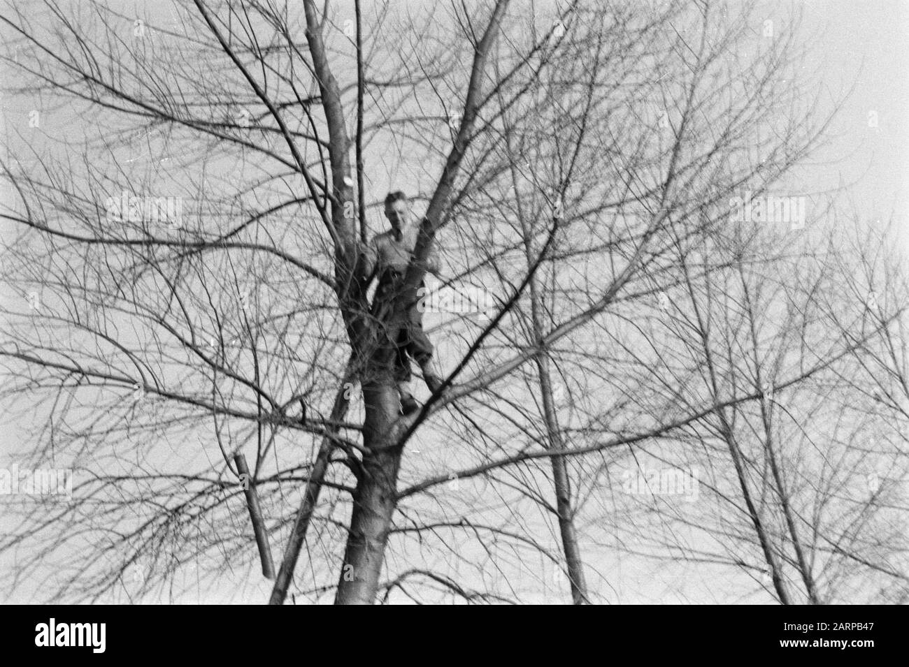 pruning, workers Date: undated Keywords: workers, pruning Stock Photo
