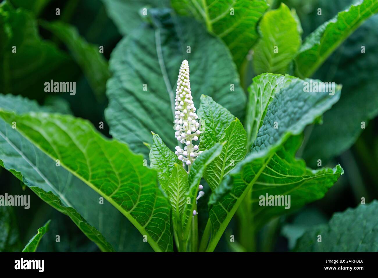 white flower among green leaves Stock Photo