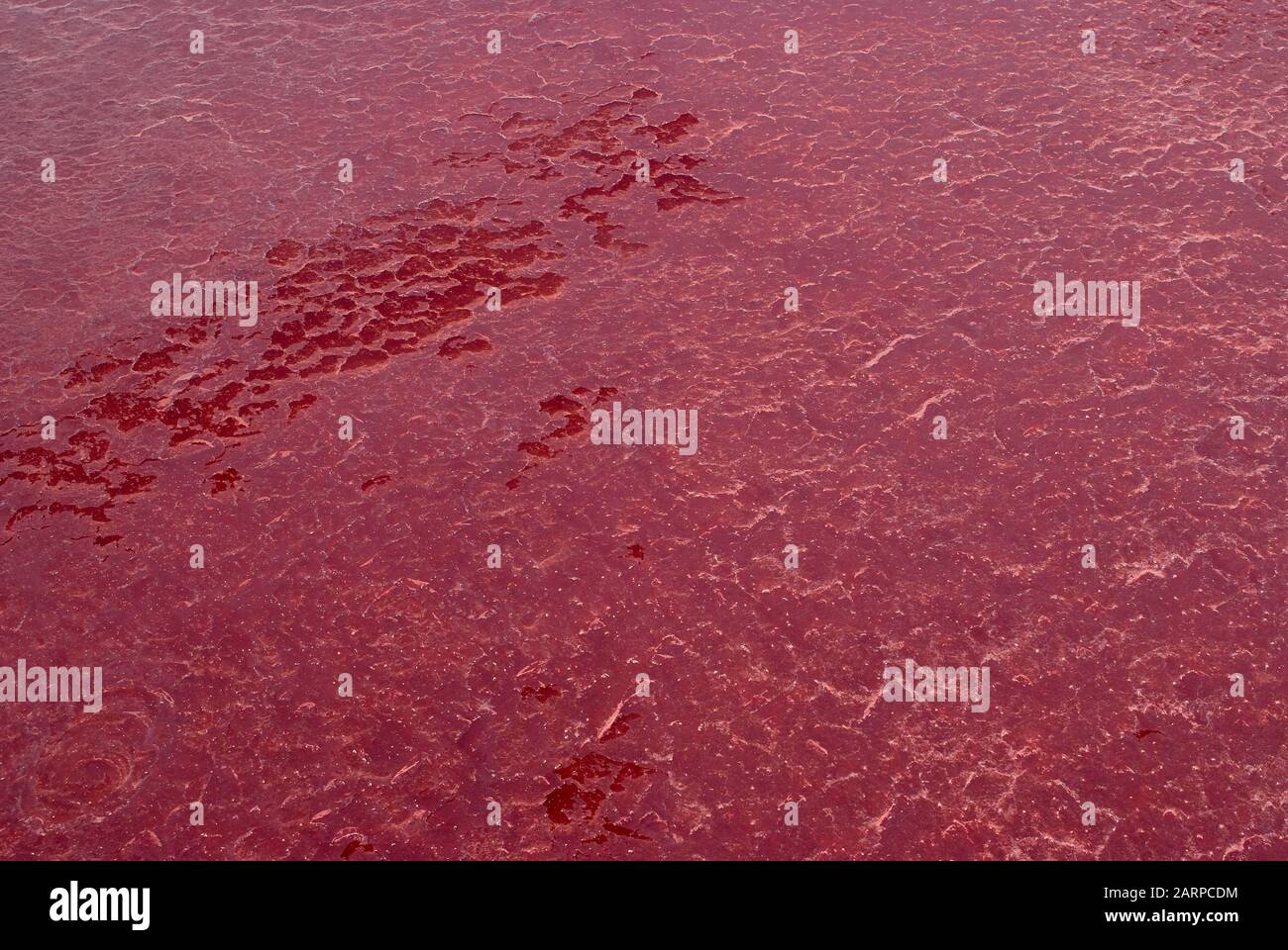Photosynthesising pigments of the blue-green bacteria cyanobacteria turns Lake Natron into amazing red colour (aerial view) Stock Photo