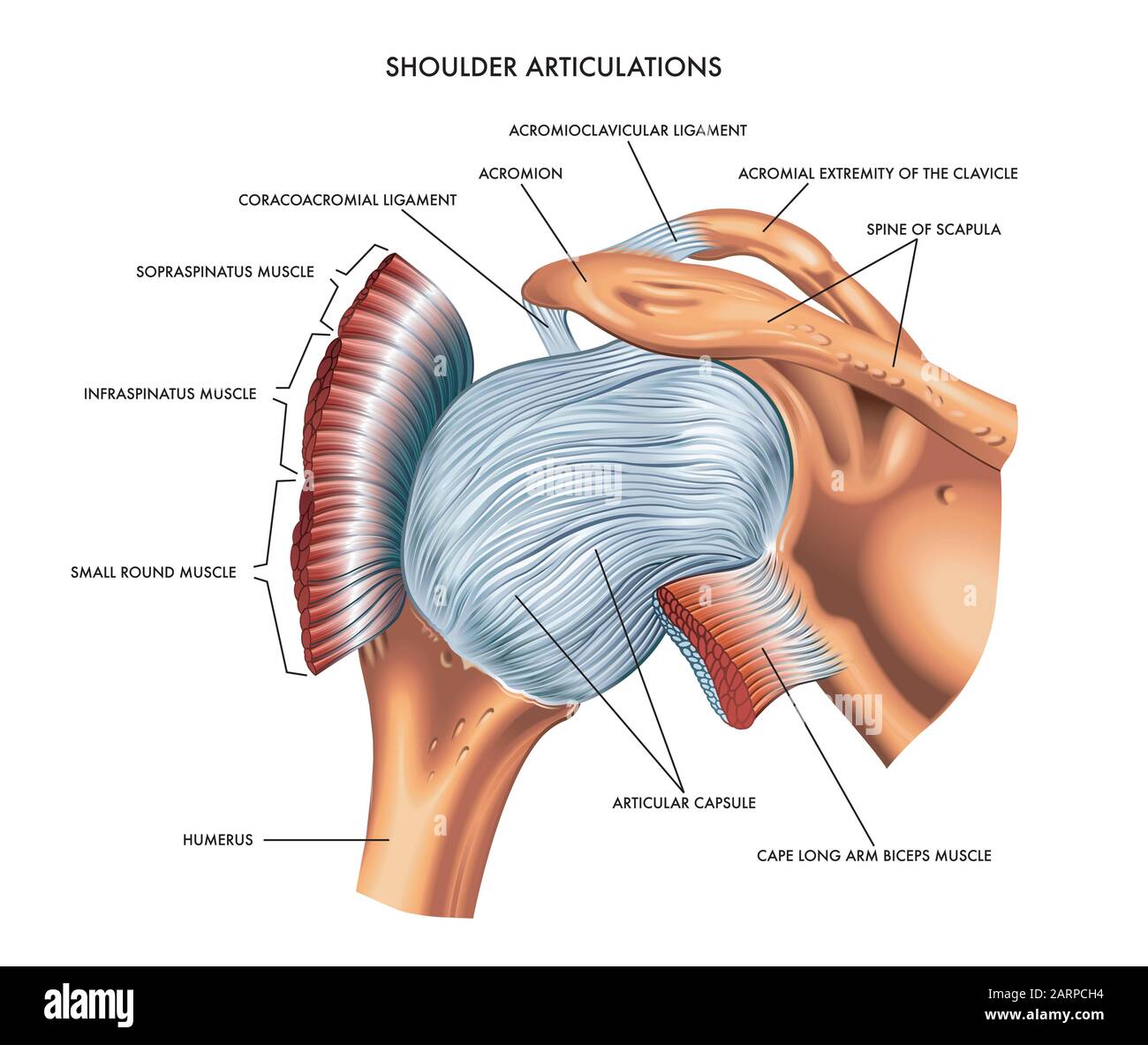 A detailed medical illustration of shoulder articulations. Stock Photo