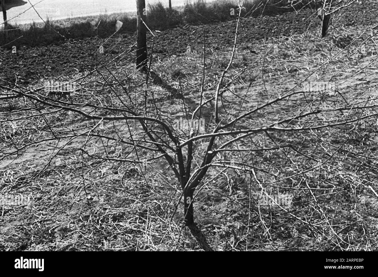 various types Date undated Keywords fruit trees Stock Photo Alamy
