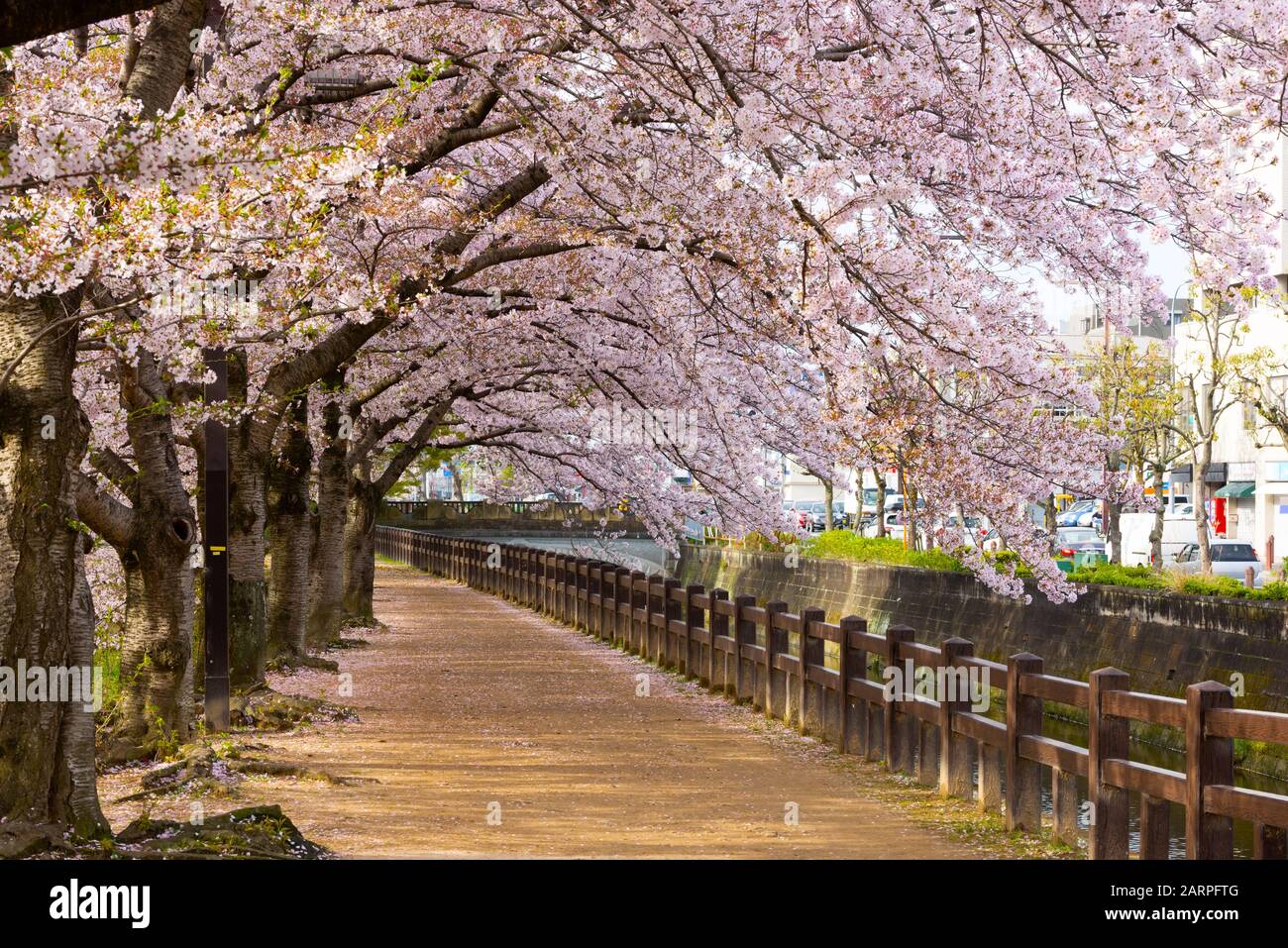 Himeji, Japan spring time park walkway with cherry blossoms. Stock Photo