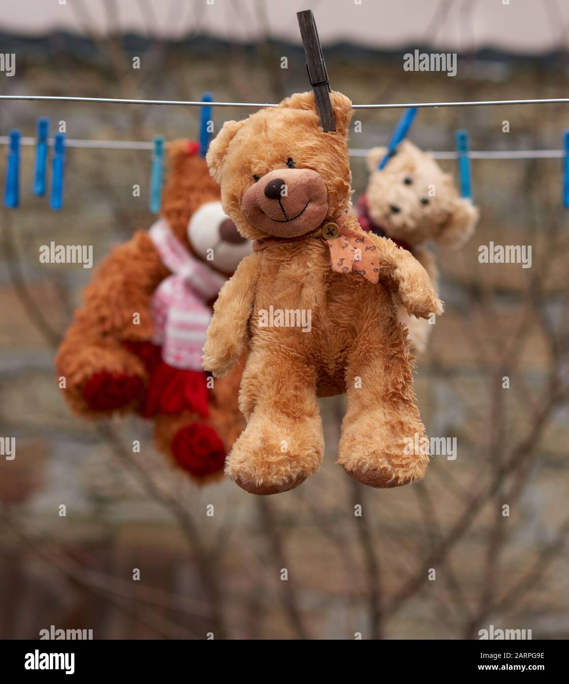 cute brown wet teddy bear hanging on a clothesline and drying, close up