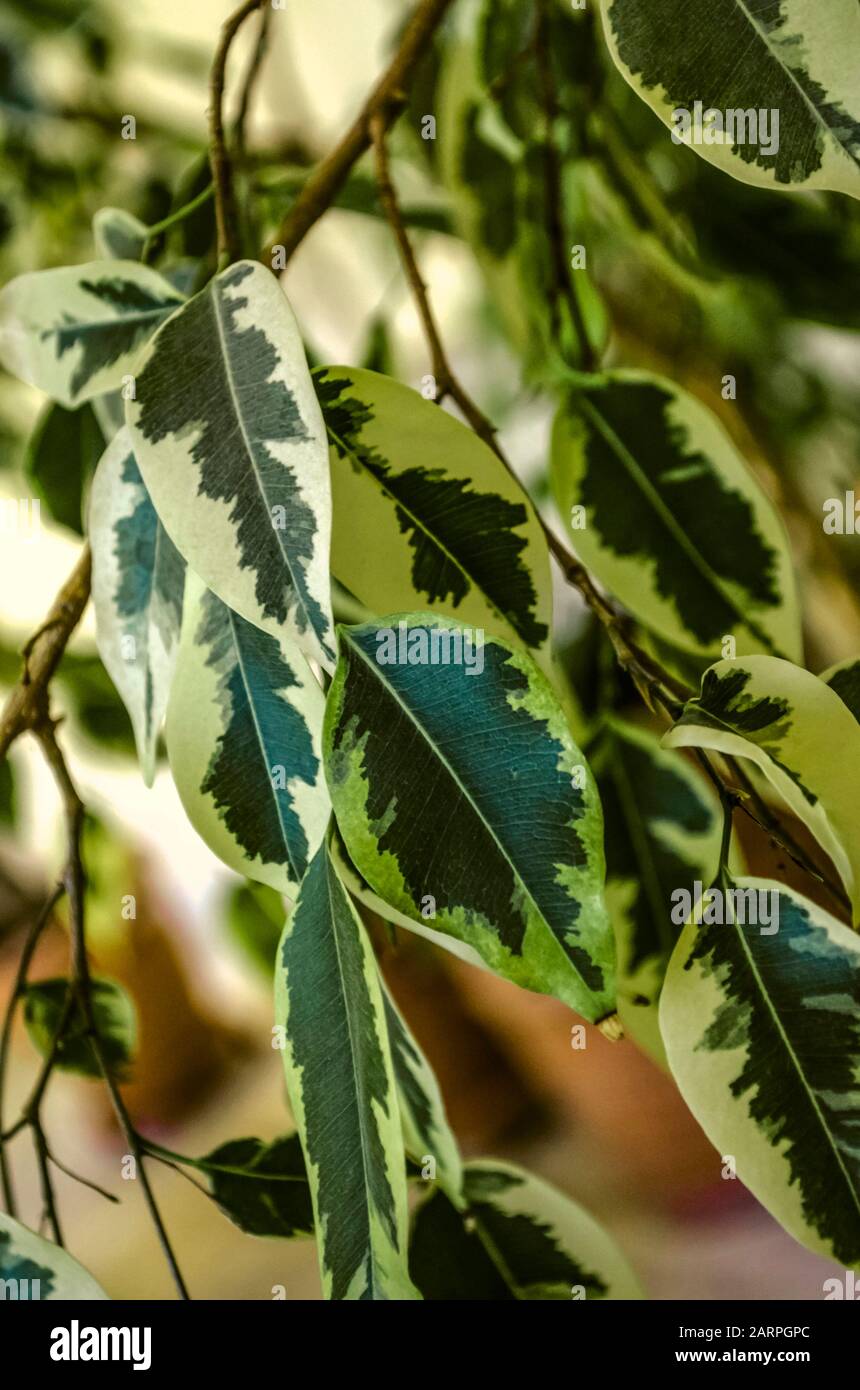 Plants with opposite leaves hires stock photography and images Alamy