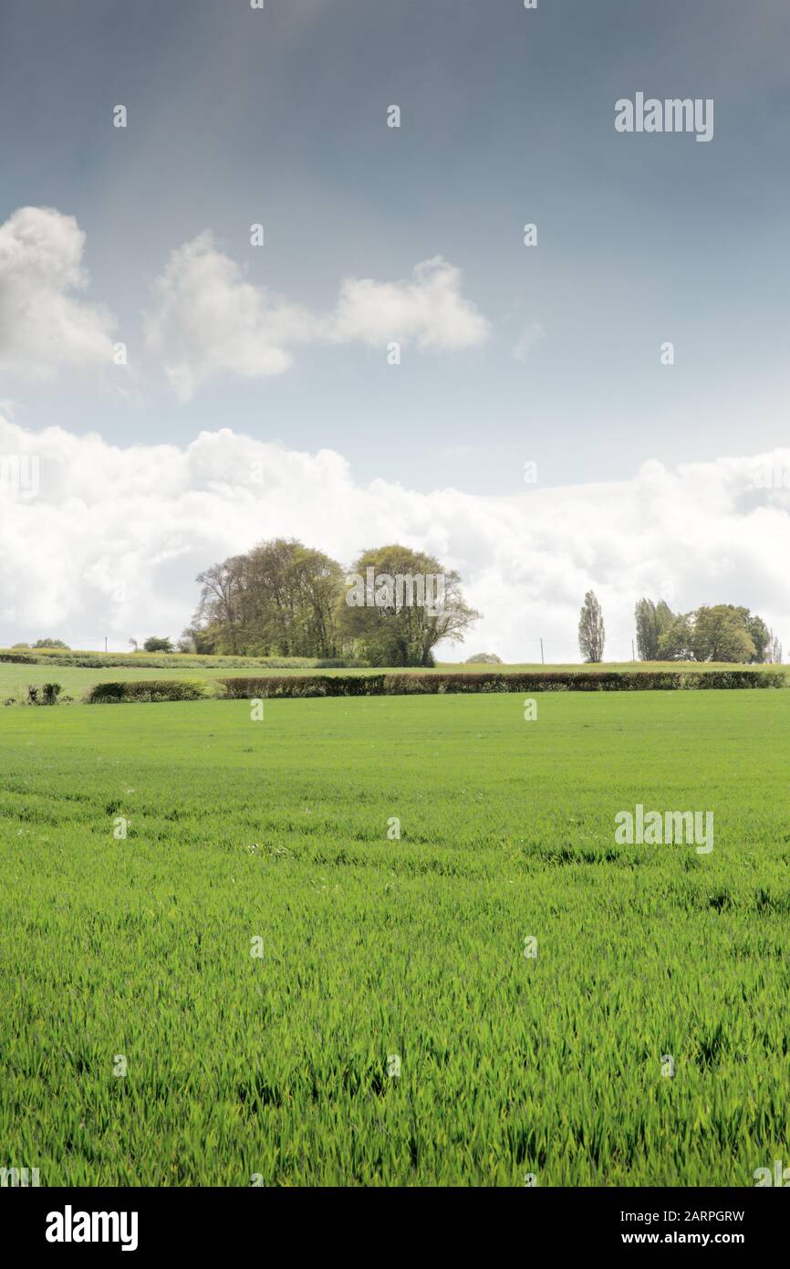 looking out at essex countryside agriculture field Stock Photo