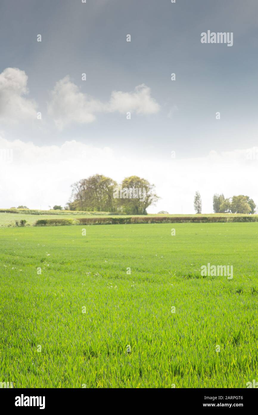 looking out at essex countryside agriculture field Stock Photo