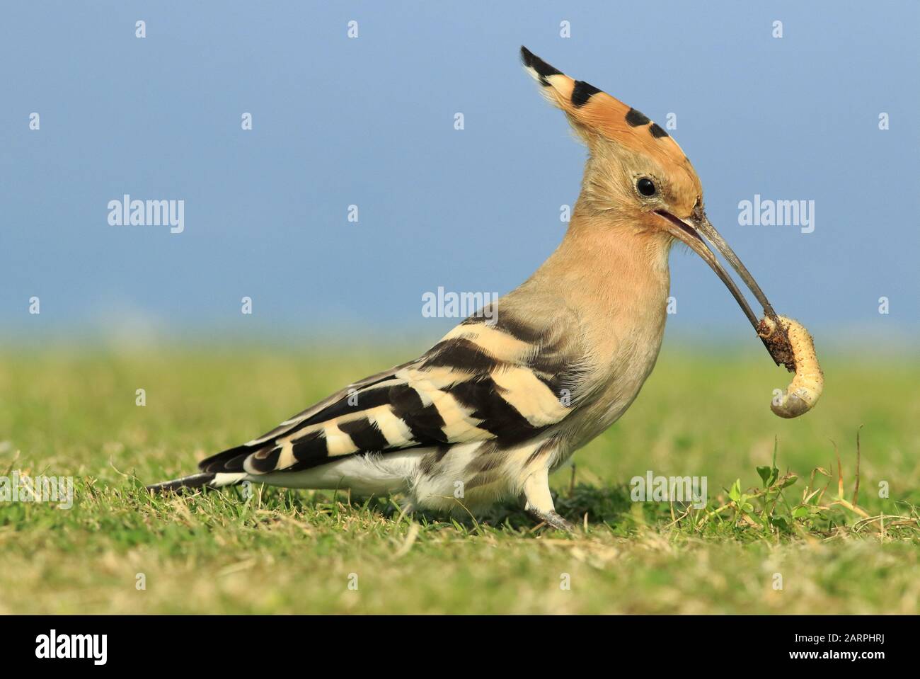 Hoopoe with its prey Stock Photo Alamy