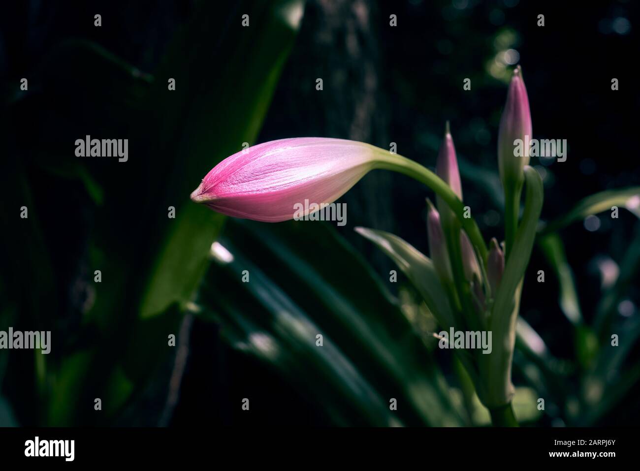 Crinum Moorei or Natal Lily. Family: Amaryllidaceae, Genus: Crinum, Species: Crinum Moorei. Stock Photo