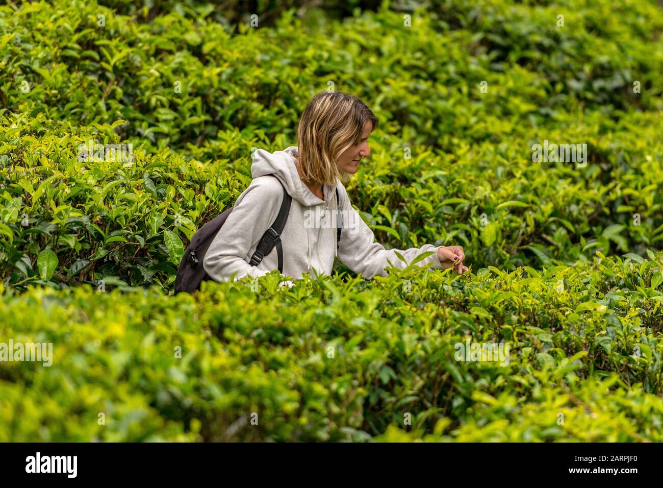Haputale, Sri Lanka - november 23, 2019: Blonde young woman in Tea Factory in tea plantation near Haputale. Sri Lanka. Stock Photo