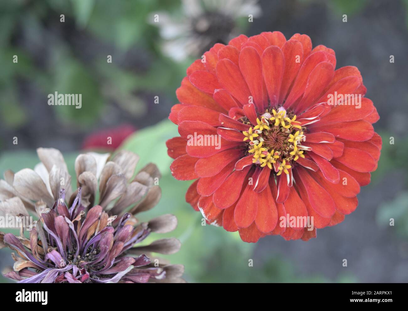 Dead alive plant hires stock photography and images Alamy