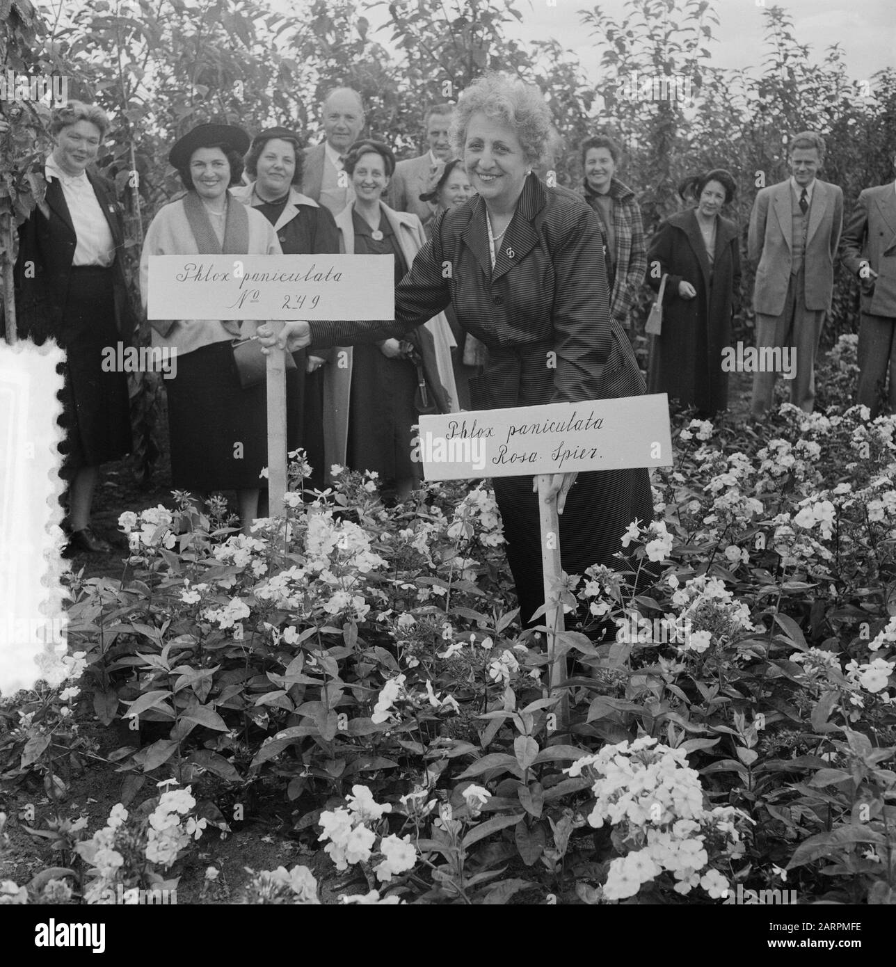 A phlox is named after harpist Rosa Spier, t.g.v. her 60th birthday Annotation: The event took place in the Royal Nurseries Moerhei in Dedemsvaart Date: 11 September 1952 Location: Dedemsvaart, Overijssel Keywords: musicians, plants, birthdays Personal name: Spier, Rosa Stock Photo