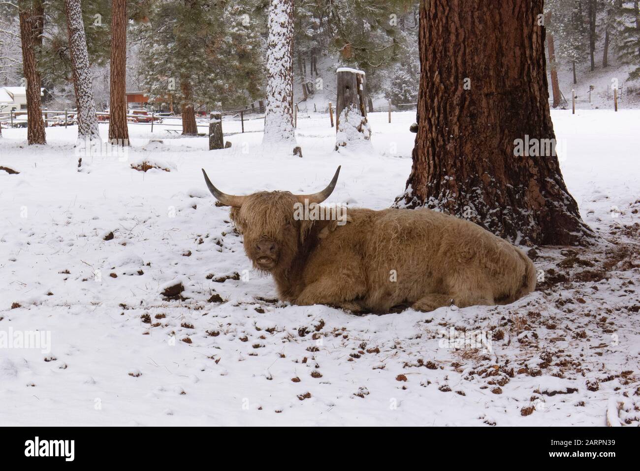 Scottish highland cattle on a snow-covered a farm pasture at Rock Creek, Montana.  Bos taurus Kingdom: Animalia Phylum: Chordata Class: Mammalia Order: Stock Photo