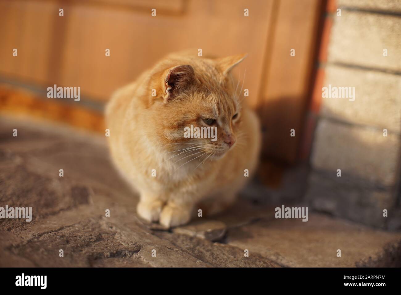 Cat Red Door Stock Photos Cat Red Door Stock Images Alamy