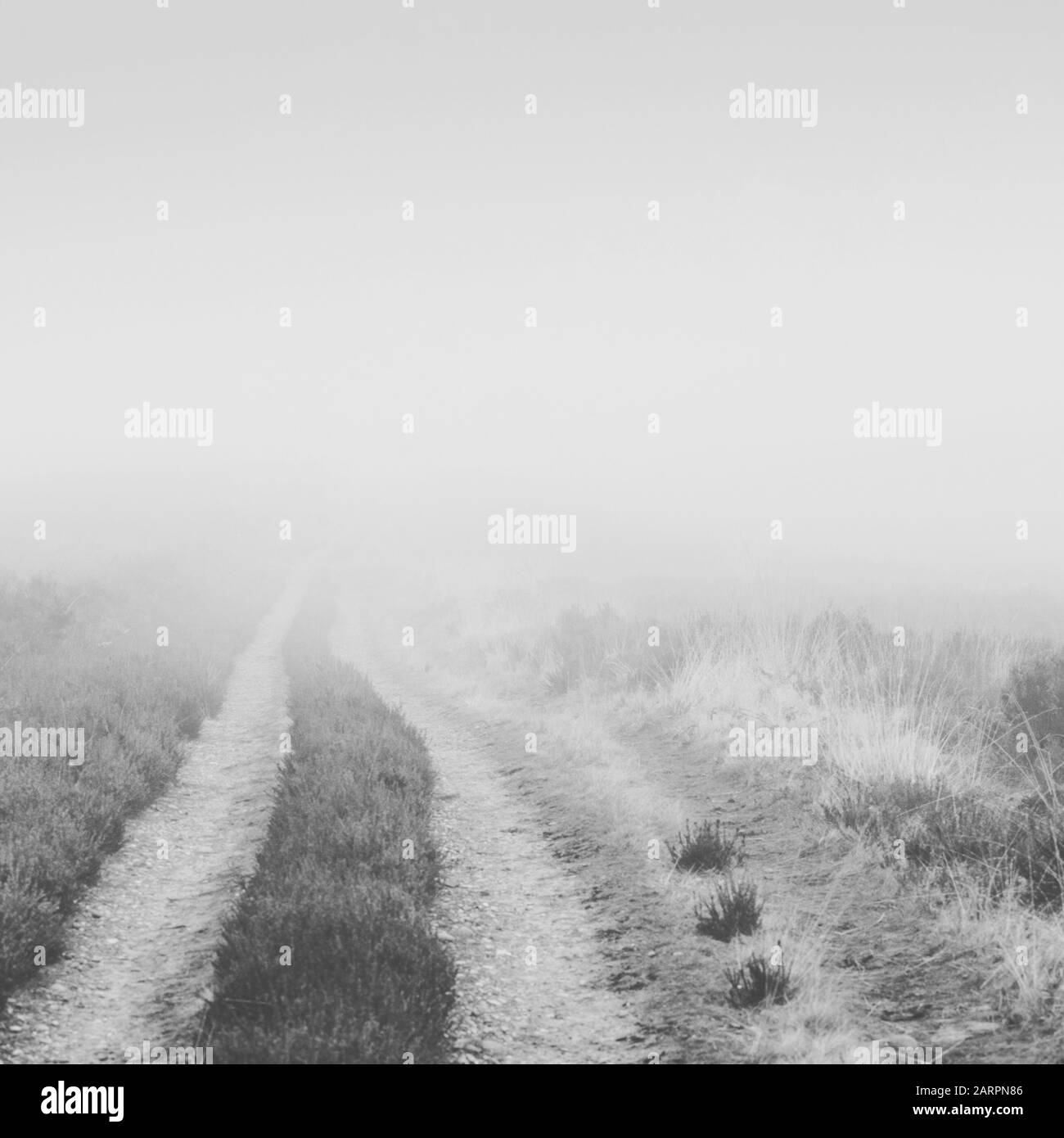 Mist and Fog on Cannock Chase, Staffordshire Stock Photo