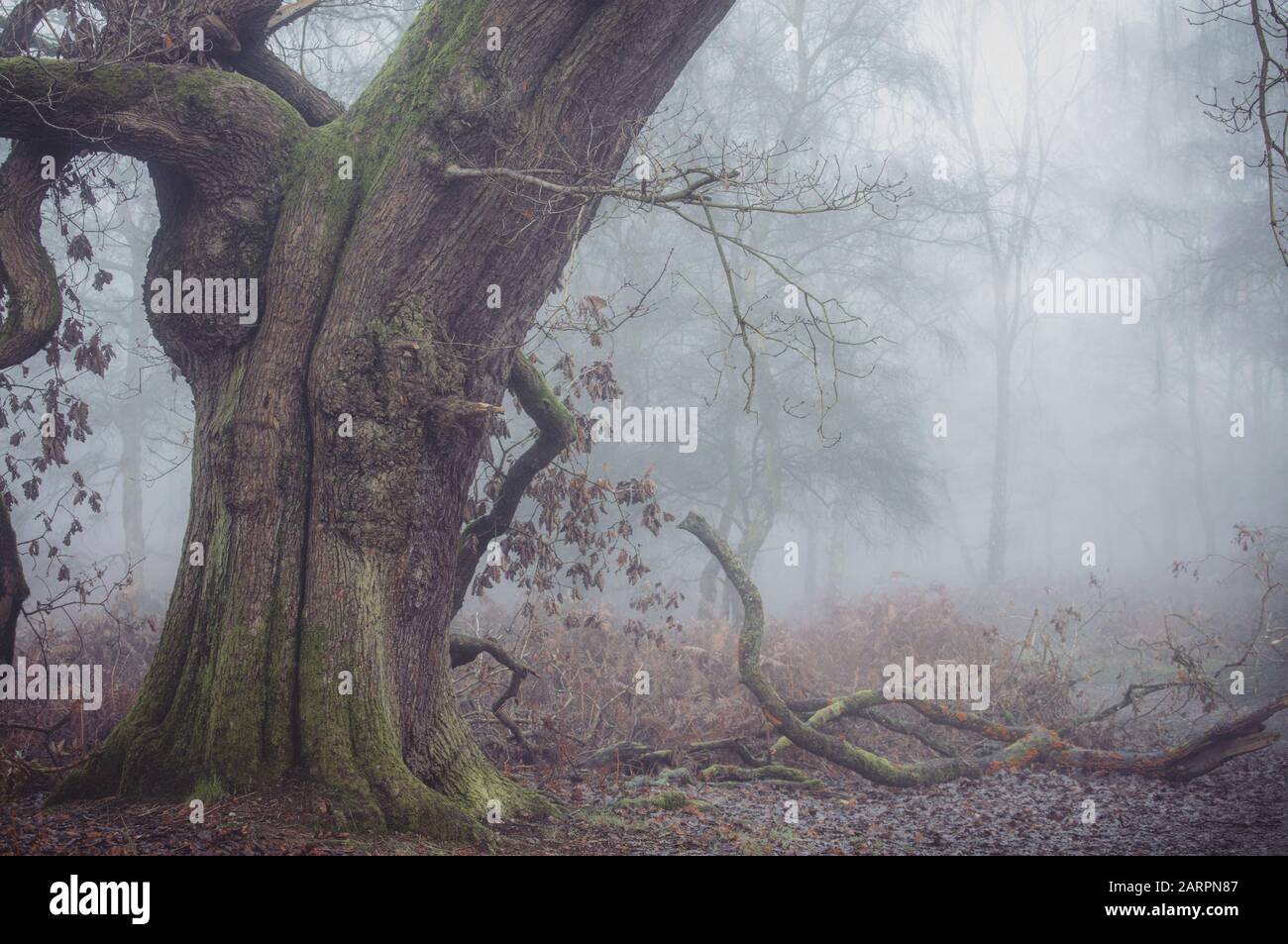 Mist and Fog on Cannock Chase, Staffordshire Stock Photo
