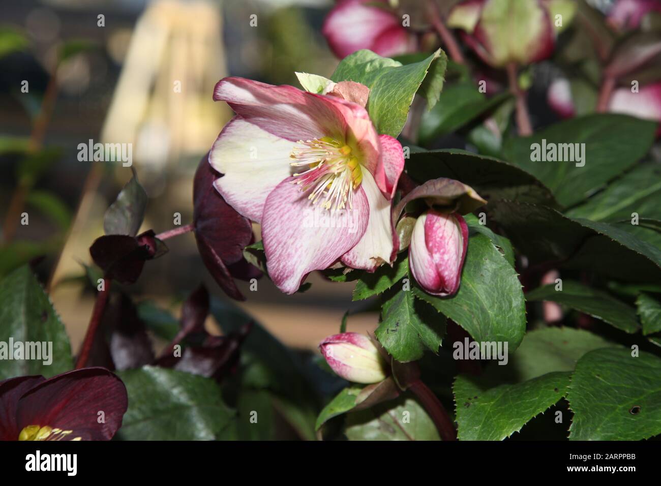 Hellebore HGC Ice 'n Roses 'Rosado', Helleborus HGC INR, Helleborus x Glandorfensis, Hellbore (Helleborus Gold Collection) Stock Photo