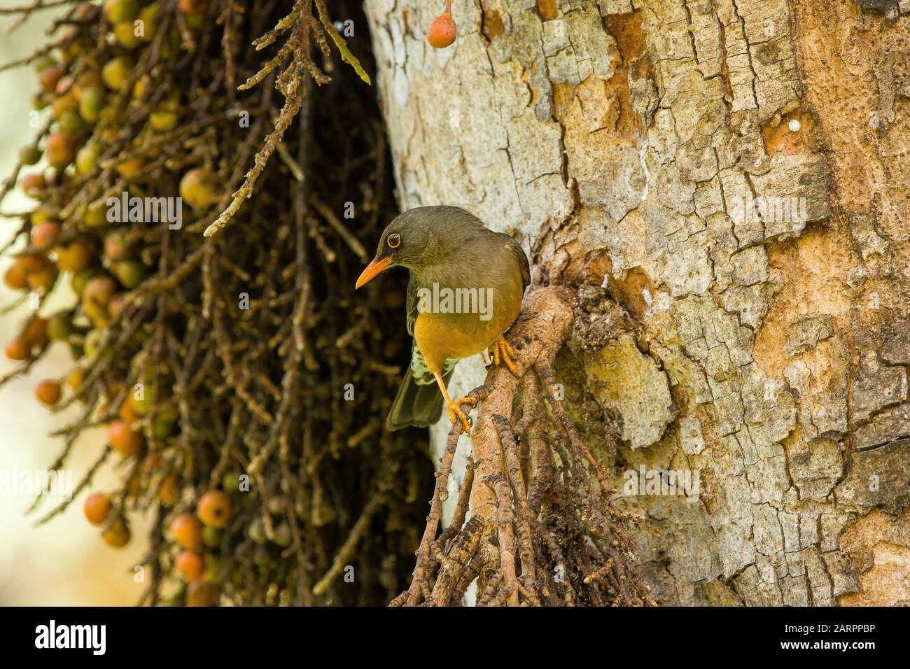 Abyssinian Thrush (Turdus abyssinicus) searching for food, Shashemene, Ethiopia Stock Photo