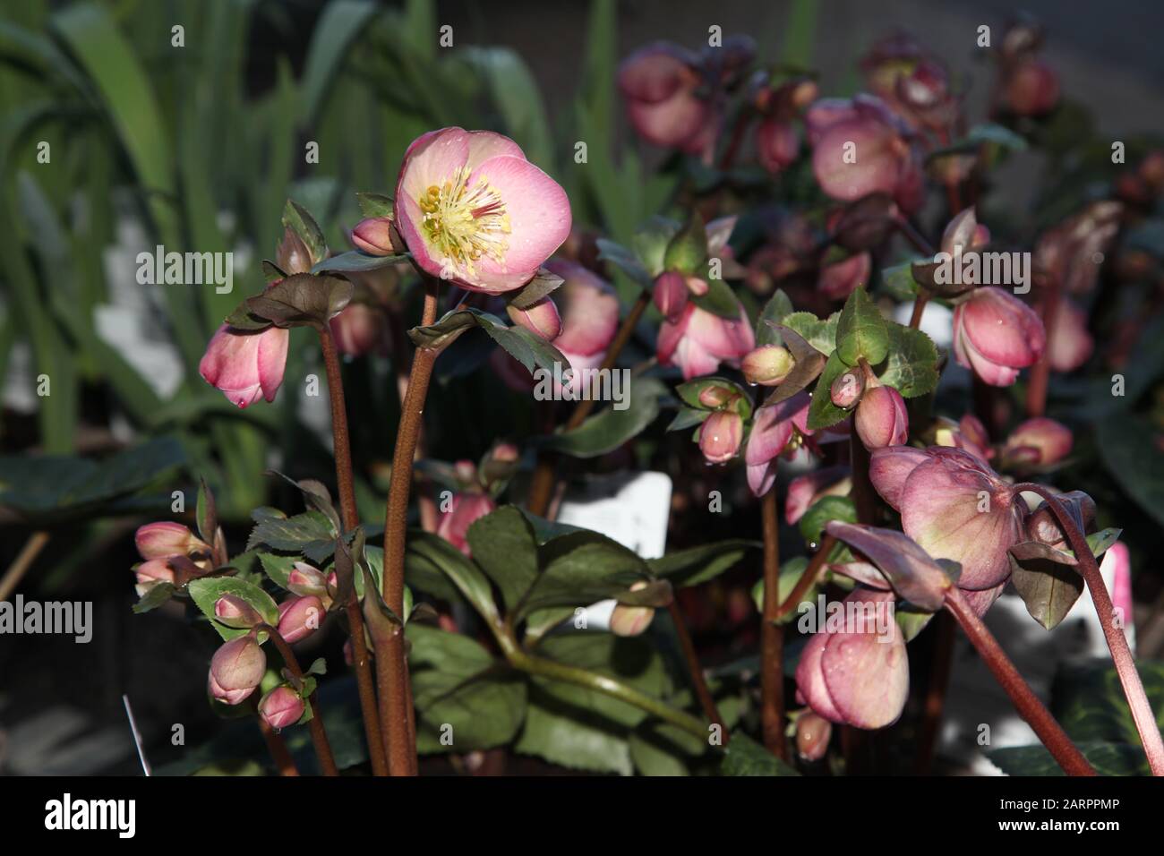 Helleborus x Hybridus Hellebore 'Sally's Shell' Stock Photo - Alamy