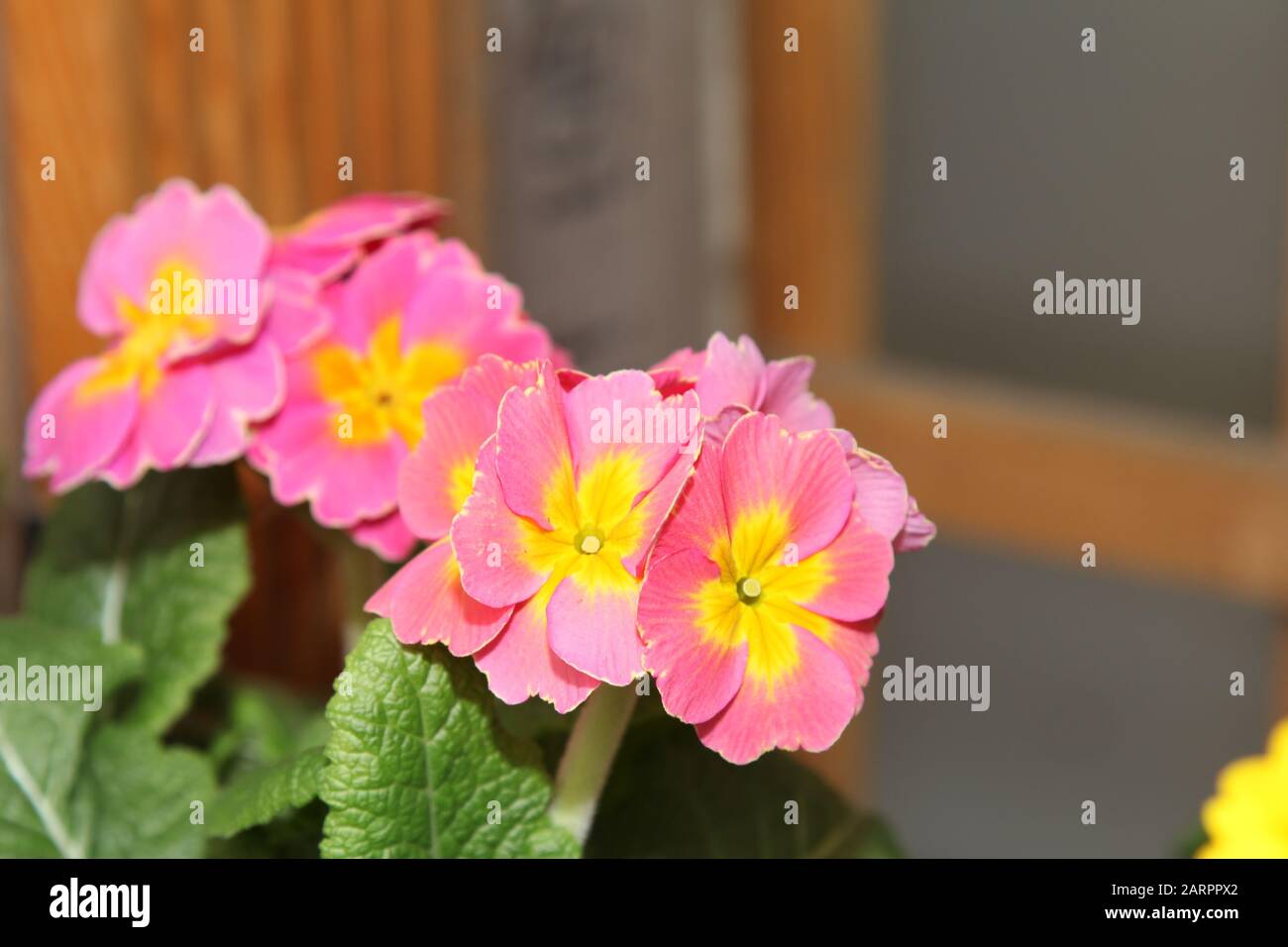 Polyanthus Showstopper 'Bucks Fizz' Stock Photo