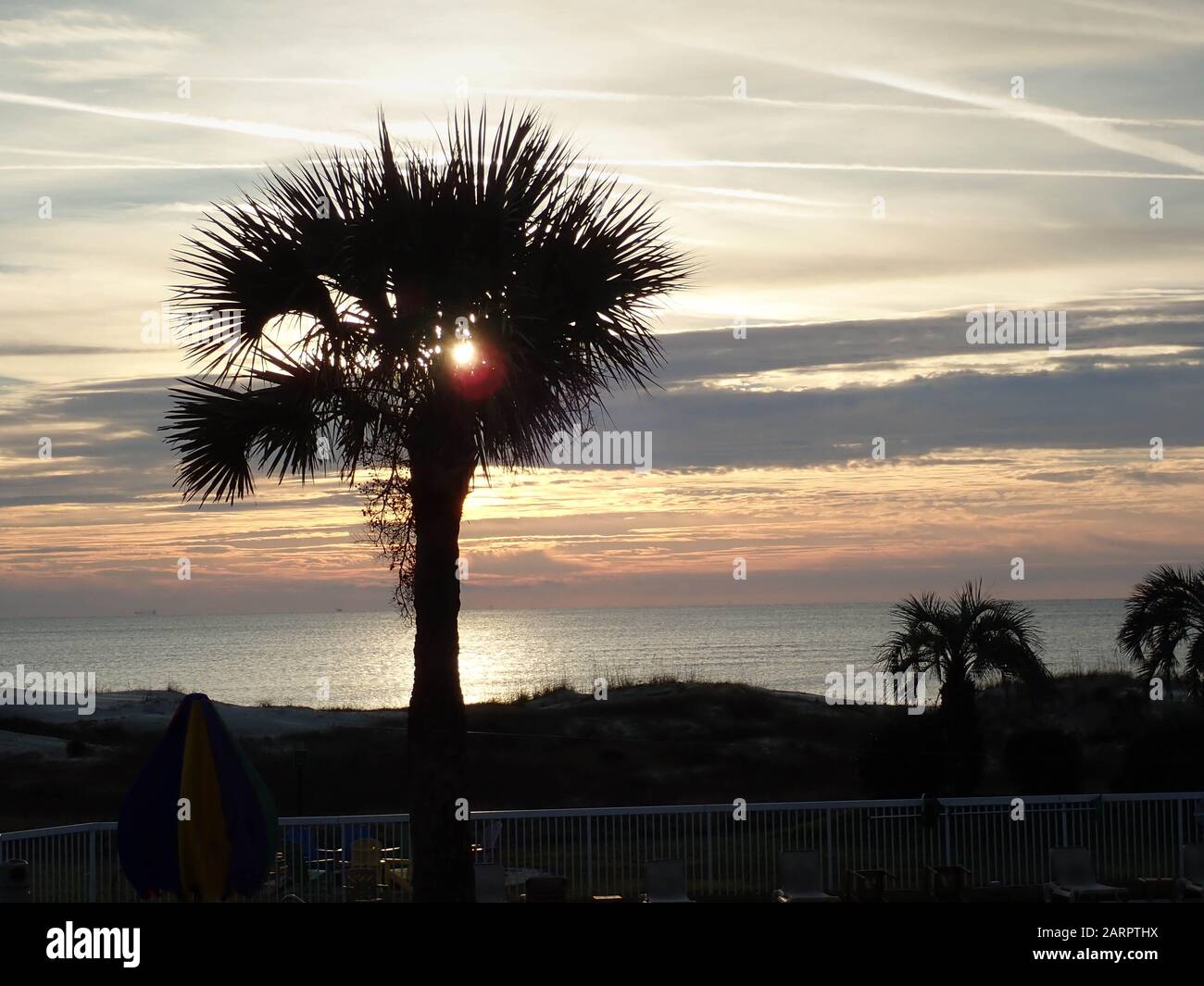 Palm Tree beside the ocean at sunset Stock Photo - Alamy