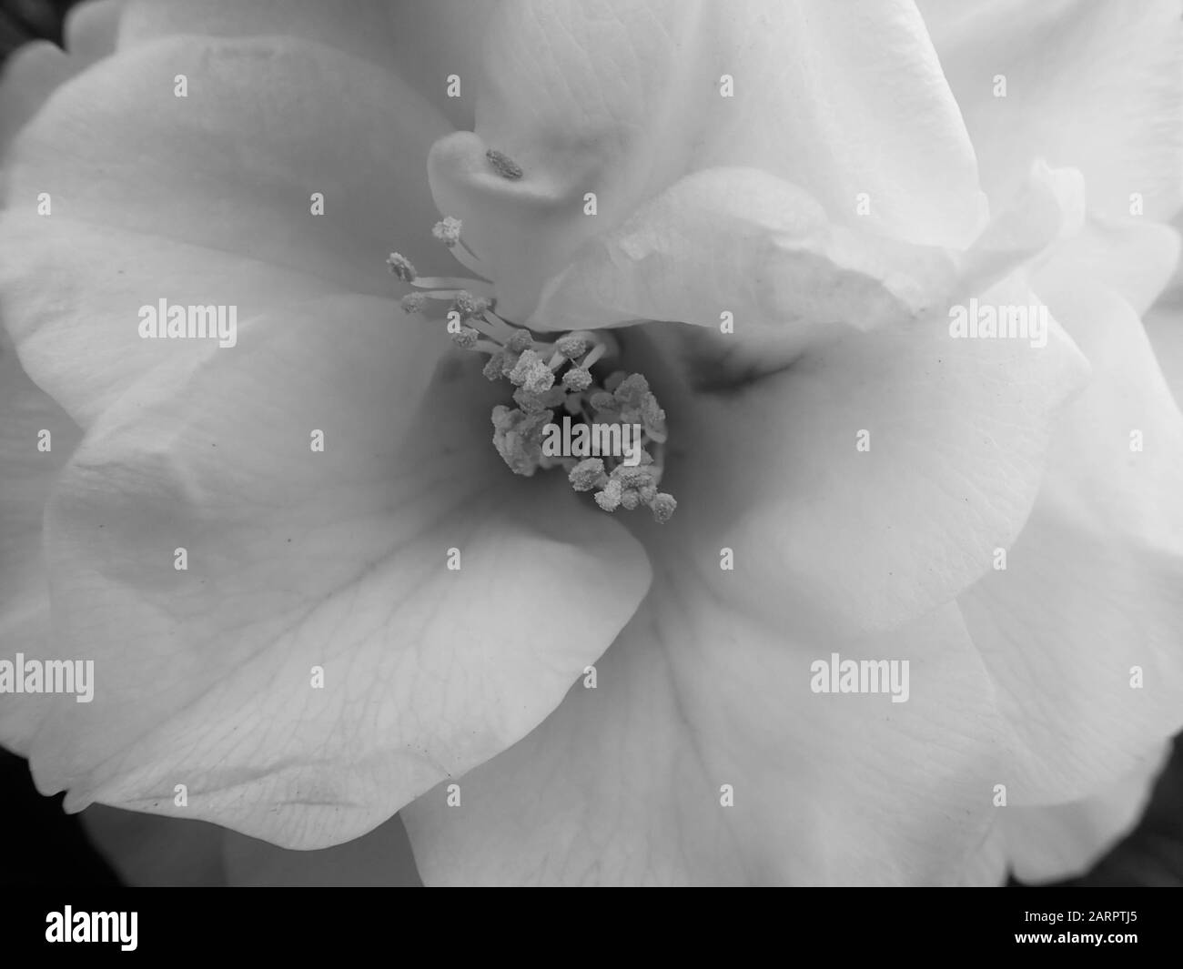 Flower in black and white and a close up Stock Photo - Alamy