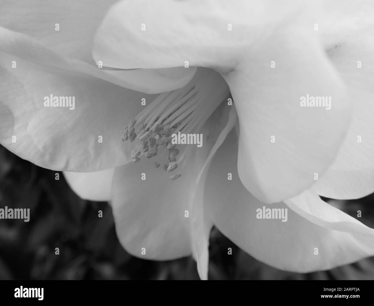 White flower Black and White Stock Photos & Images Alamy