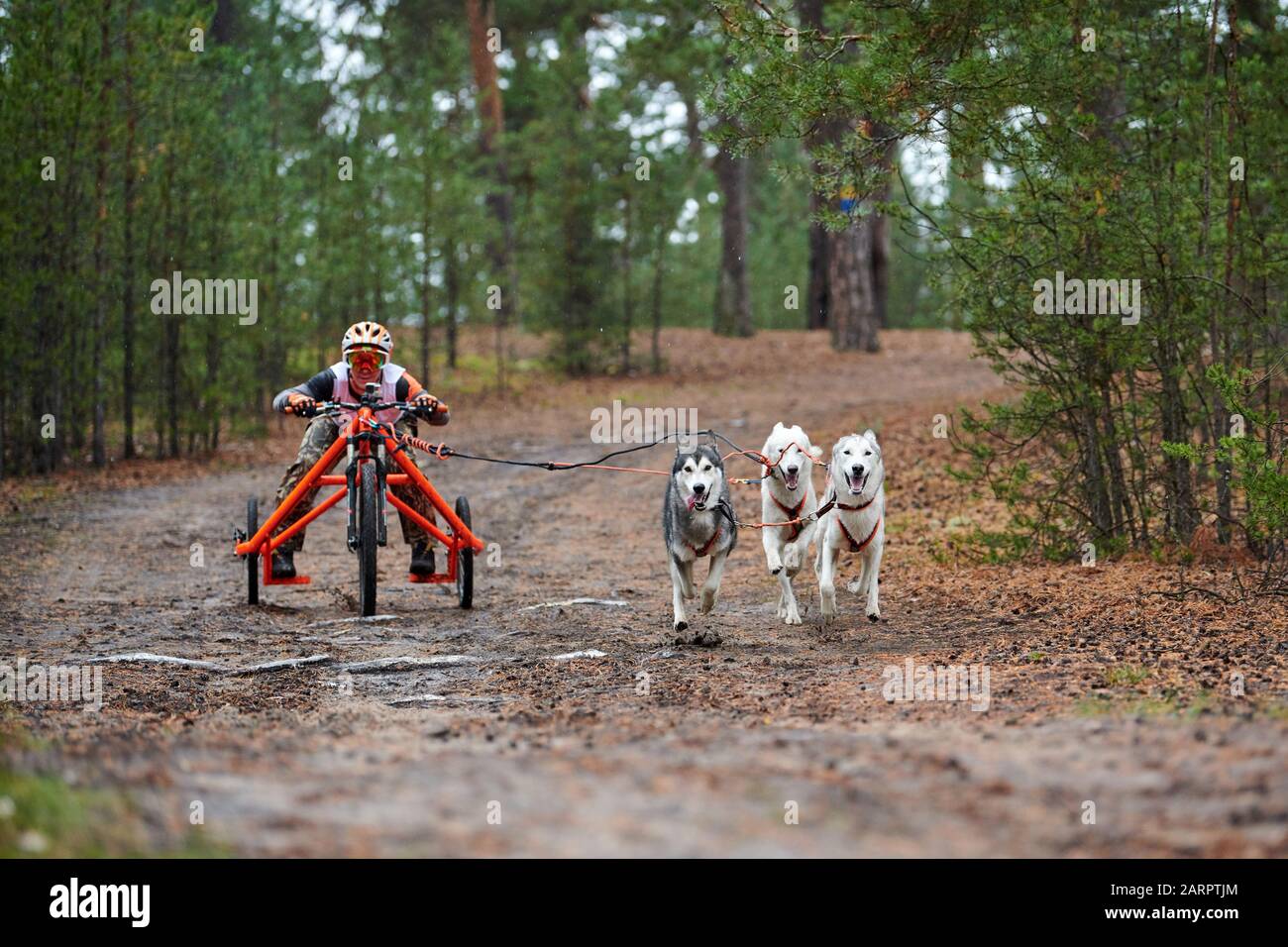 Carting dog mushing race. Husky sled dog pulling the Cart. Dryland