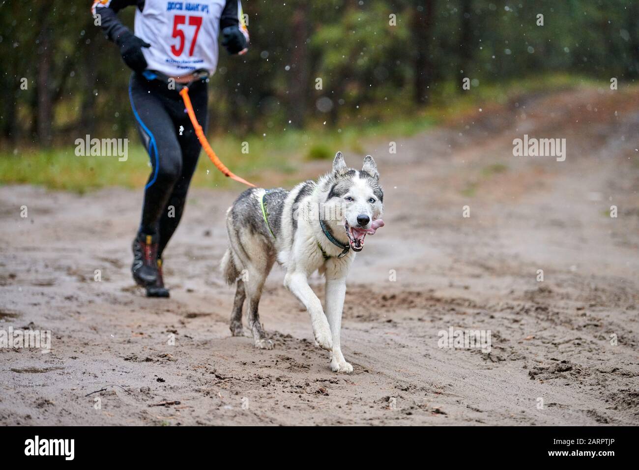 Musher attach sled dog hi-res stock photography and images - Alamy