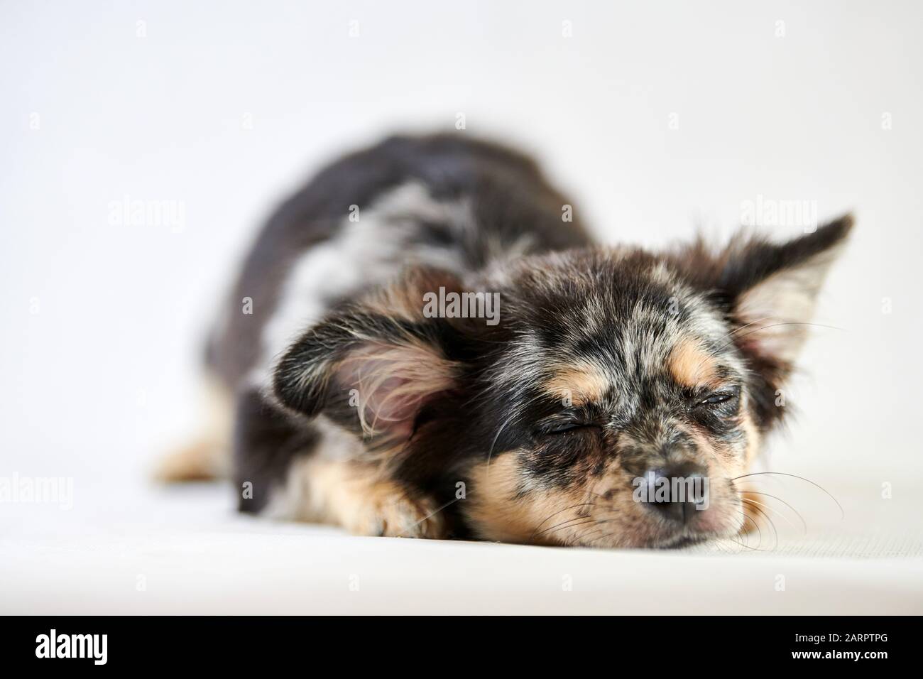 Chihuahua Puppy Is Sleeping Little Cute Toy Dog Short Haired