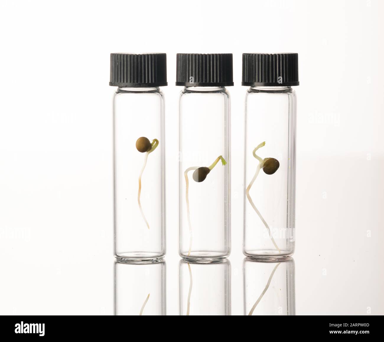 Microgreen sprouts quality control in Sanitary and epidemiological