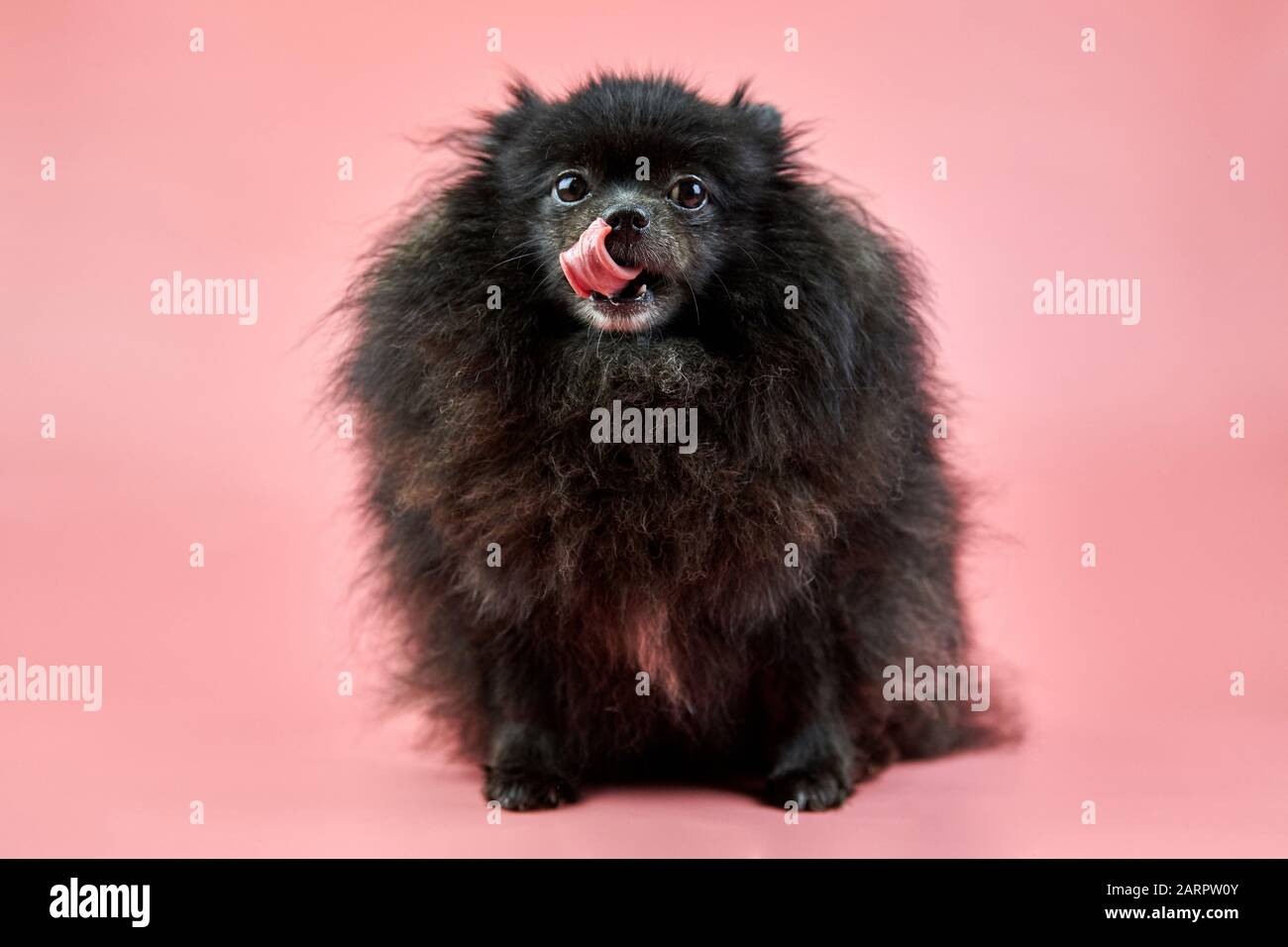 Pomeranian Spitz Black Puppy Cute Fluffy Spitz Dog On Pink Background Family Friendly Tiny Dwarf Spitz Pom Dog With Tongue Hanging Out Stock Photo Alamy
