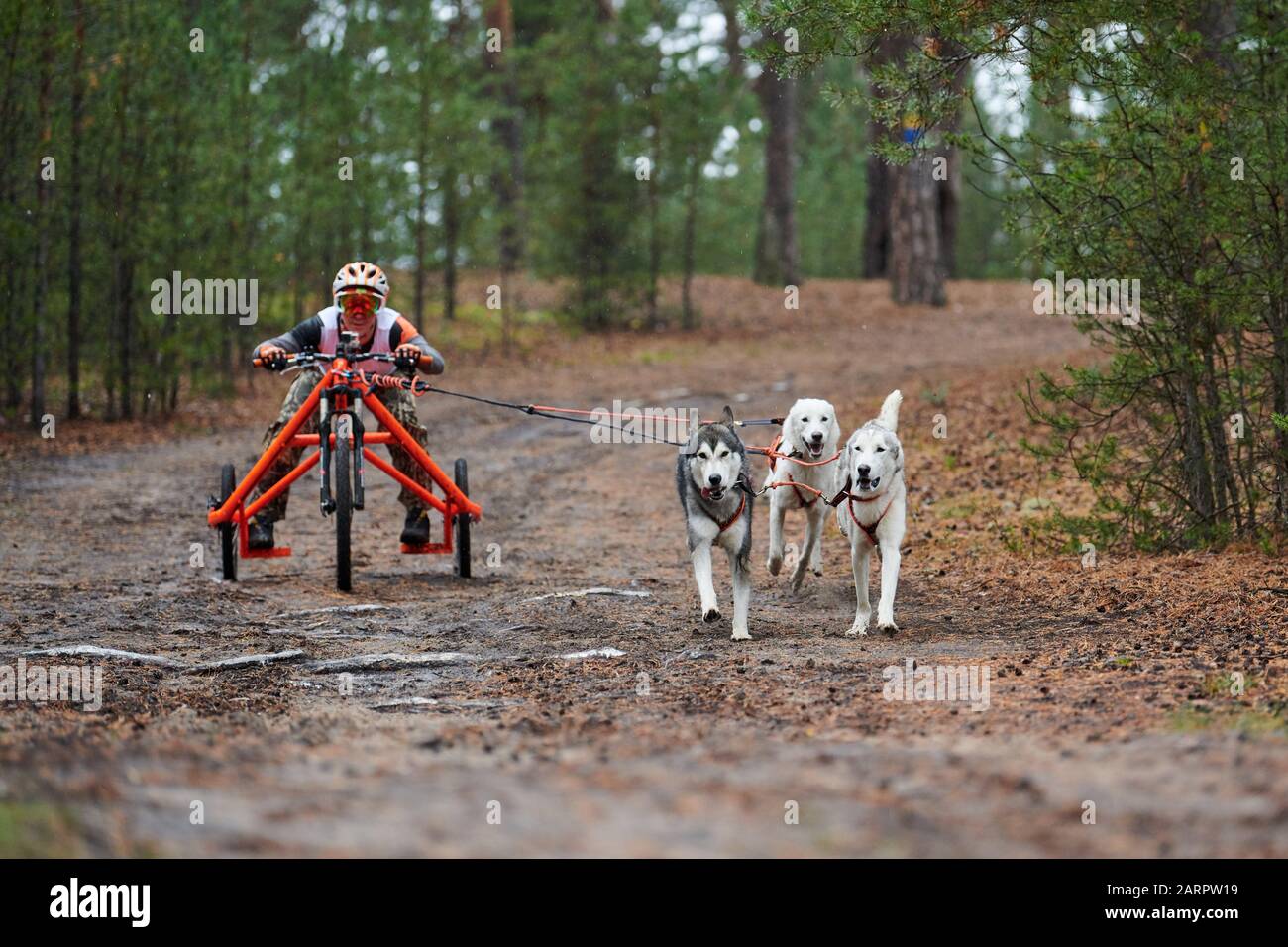 dryland dogs