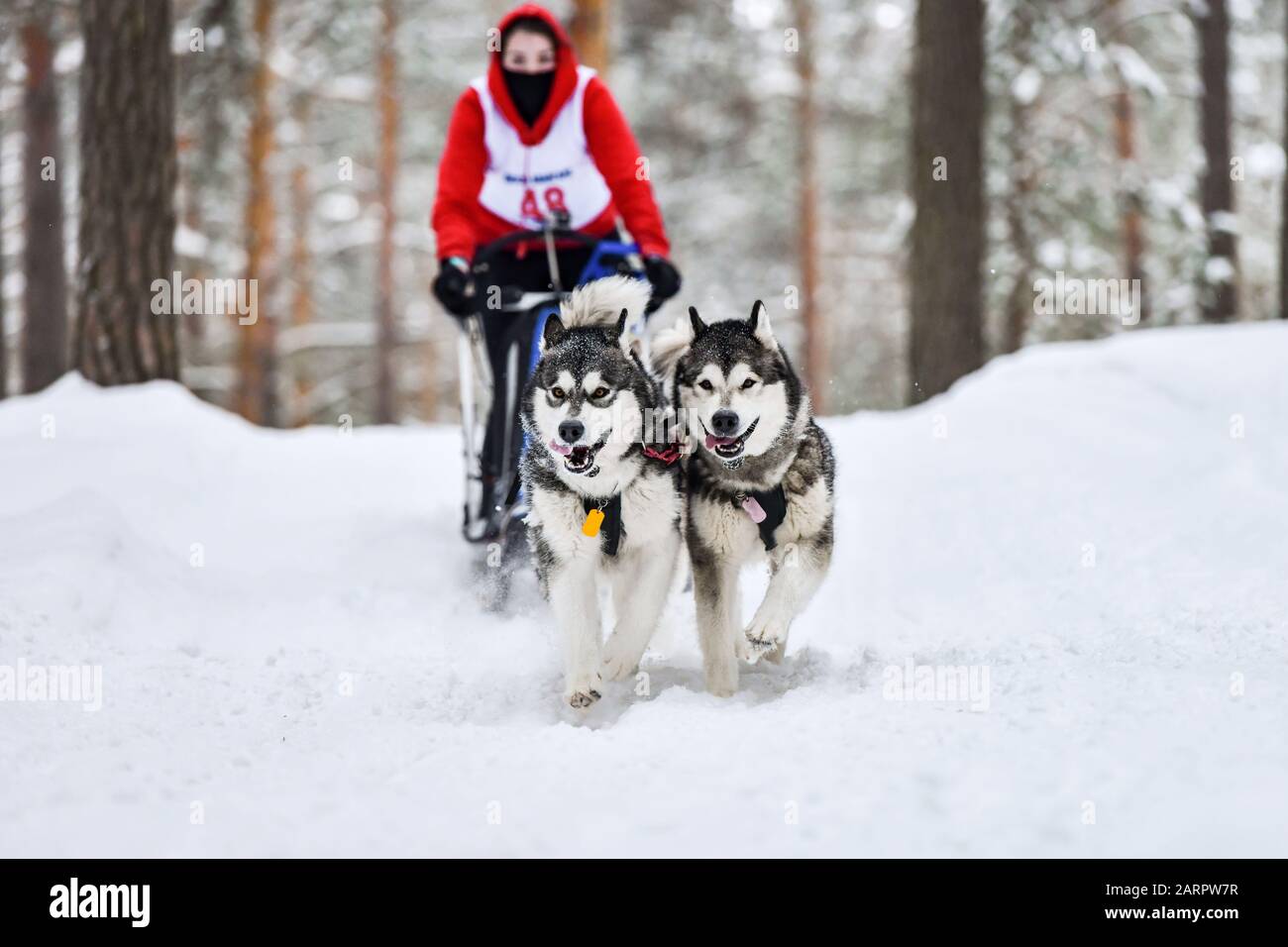Sled dog racing. Husky sled dogs pull a sled with dog musher. Winter ...