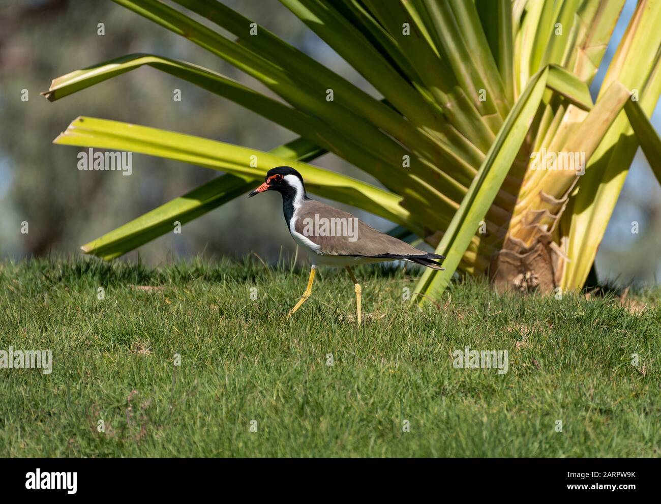Red wattled lapwing species hi-res stock photography and images - Alamy