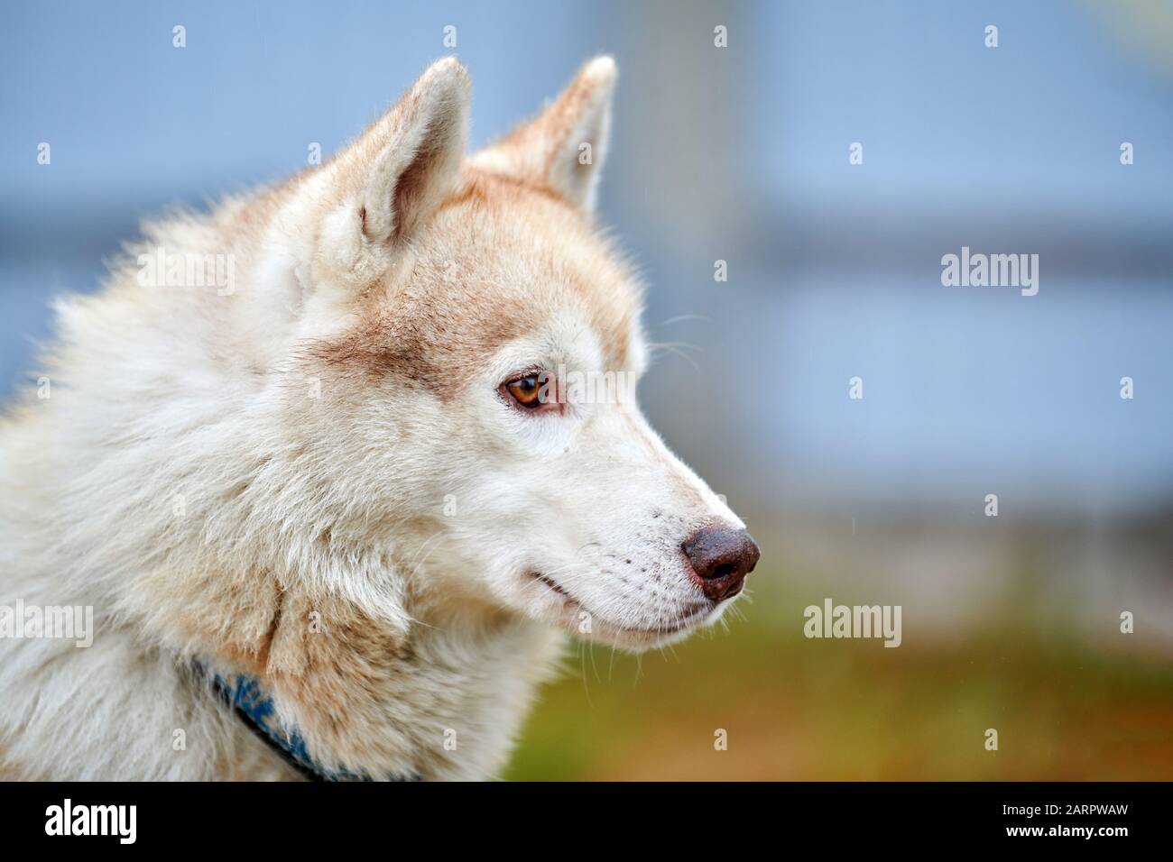 Husky dog outdoor portrait. Funny pet on walking before sled dog racing. Stock Photo
