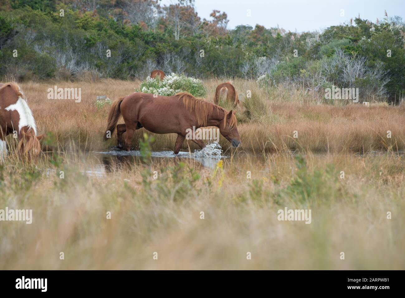 A band of wild horses gather around a fresh water pond at Assateague National Seashore, located on the eastern shore of Maryland, USA. Stock Photo