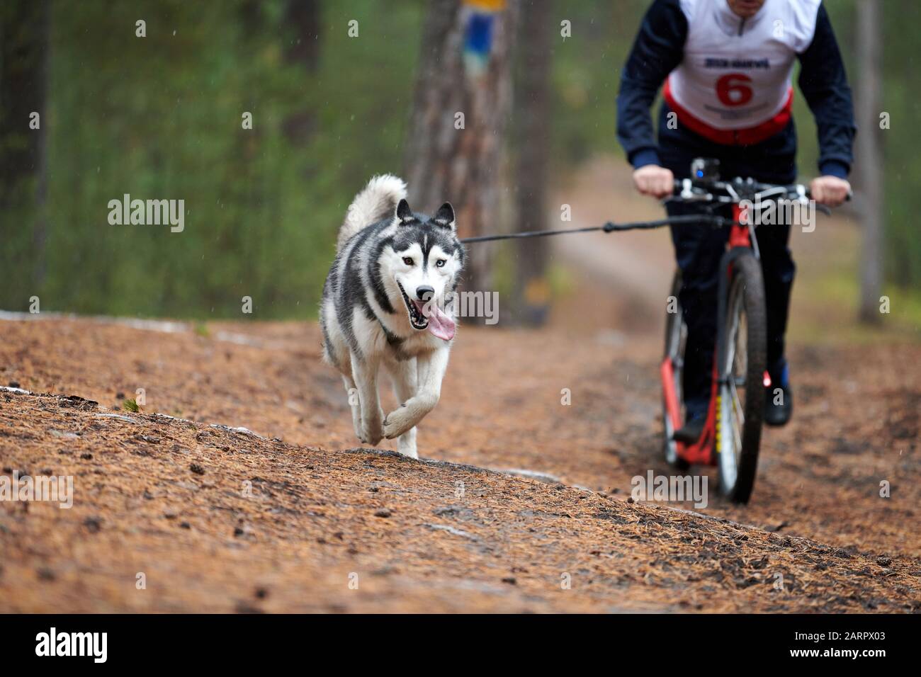 Bikejoring dog mushing race. Husky sled dogs pull a bike with dog