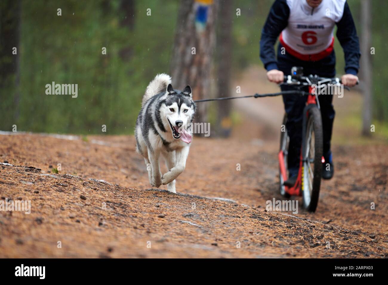 Bikejoring dog mushing race. Husky sled dogs pull a bike with dog musher.  Autumn competition Stock Photo - Alamy