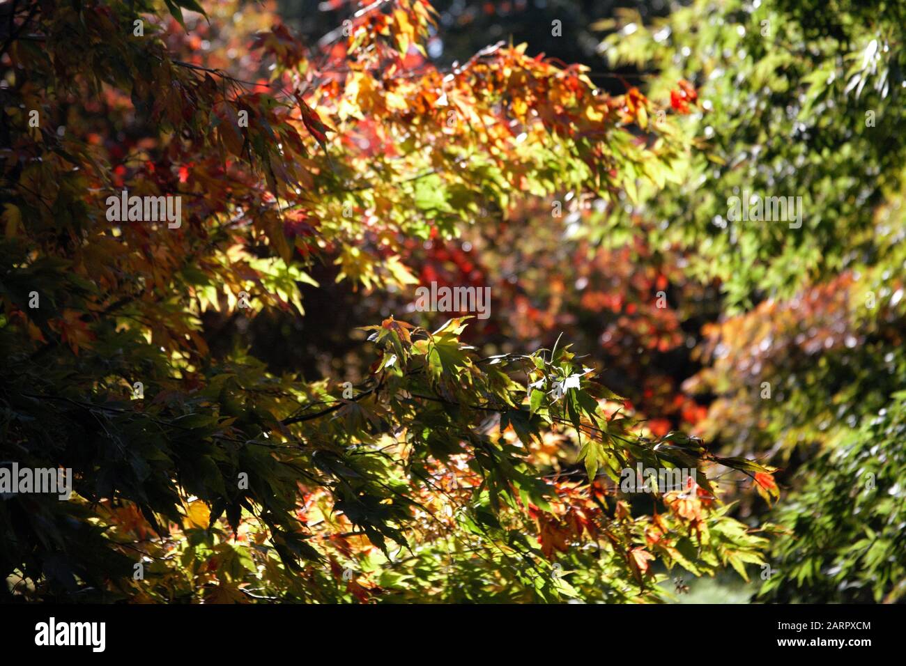 Japanese red leafed maple hi-res stock photography and images - Alamy