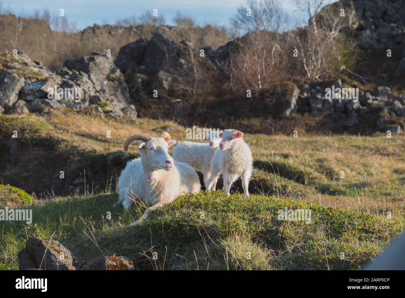 Icelandic sheep and lamb on a grassy knoll near Iceland's northern ...