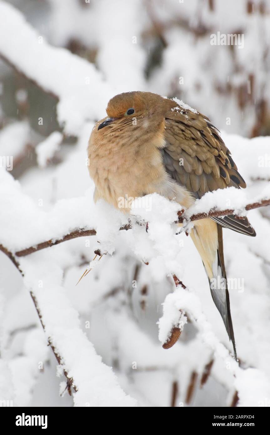 A mourning dove with fluffed out feathers to keep warm after a heavy