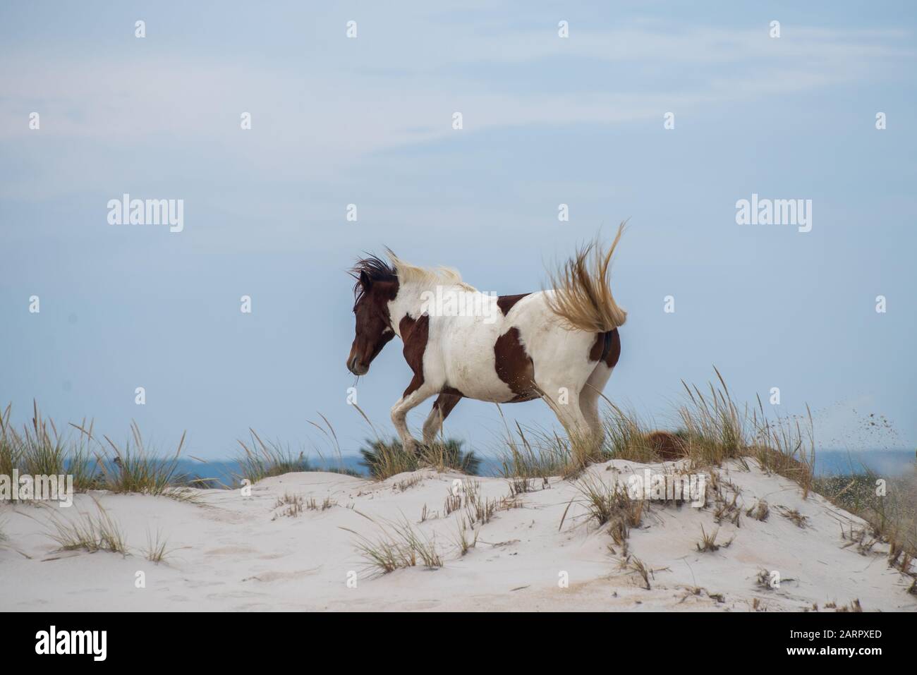 A wild horse kicks up sand at Assateague National Seashore, located on the eastern shore of Maryland, USA. Stock Photo
