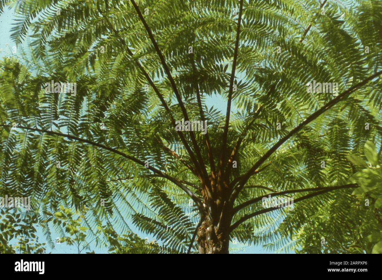 Rare and endangered trees unique to China, 1958 Stock Photo Alamy