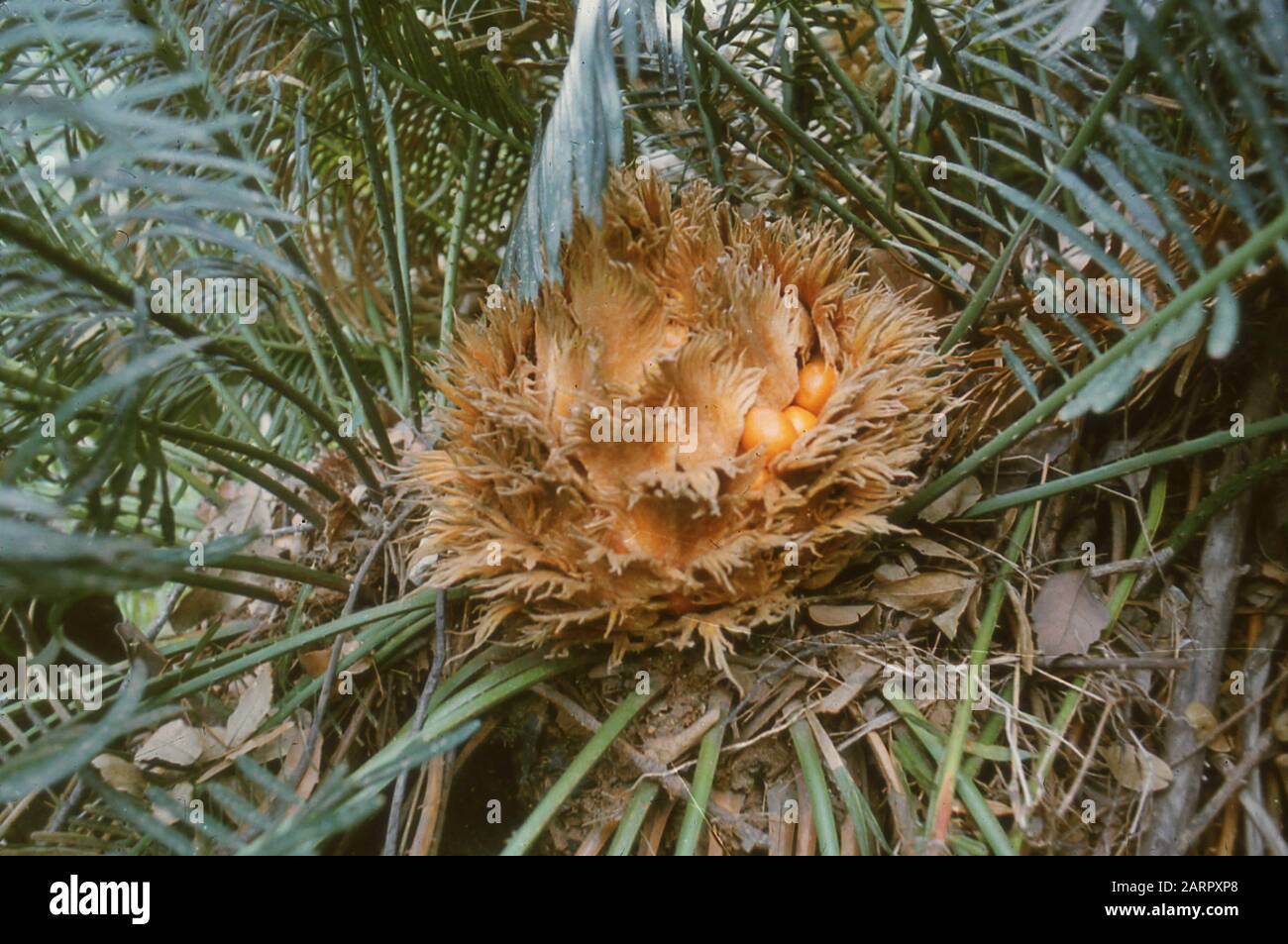 Rare and endangered trees unique to China, 1958 Stock Photo Alamy