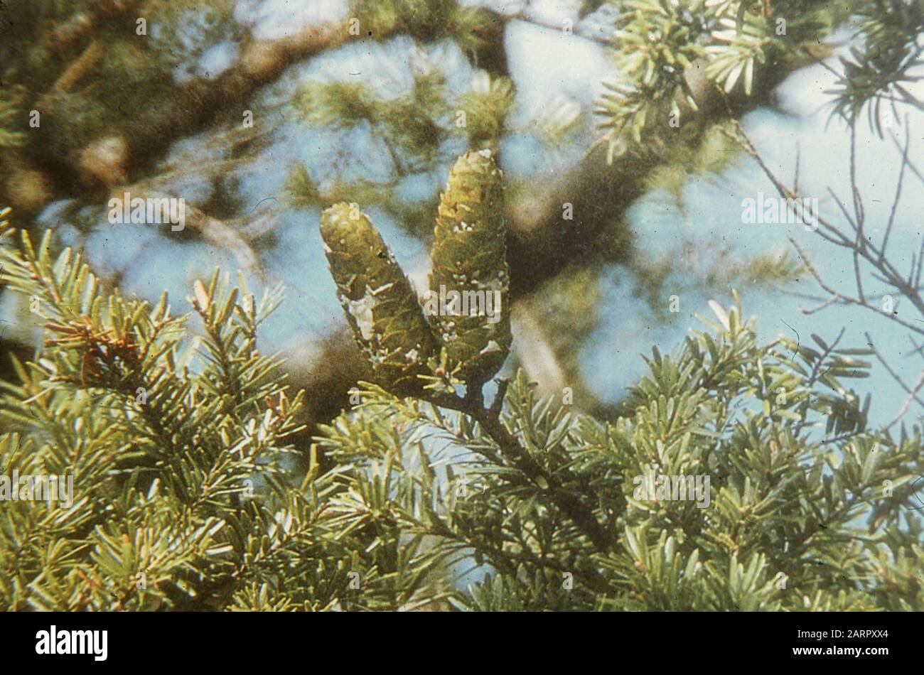 Rare and endangered trees unique to China, 1958 Stock Photo Alamy