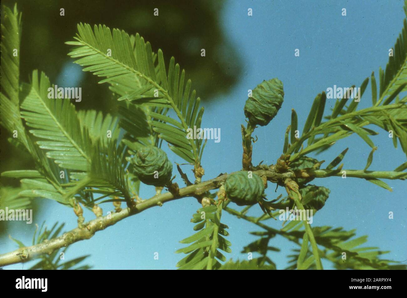 Rare and endangered trees unique to China, 1958 Stock Photo Alamy