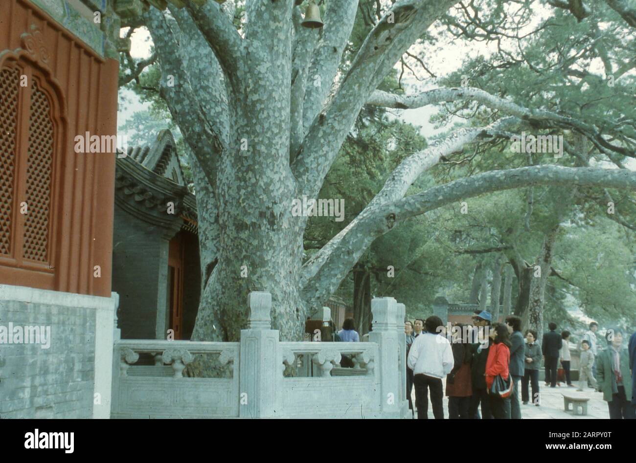 Rare and endangered trees unique to China, 1958 Stock Photo Alamy