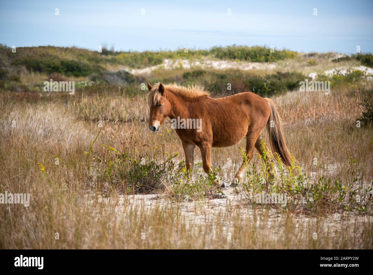 View of a wild horse surrounded by autumn foliage at Assateague National Seashore, located on the eastern shore of Maryland, USA. Stock Photo