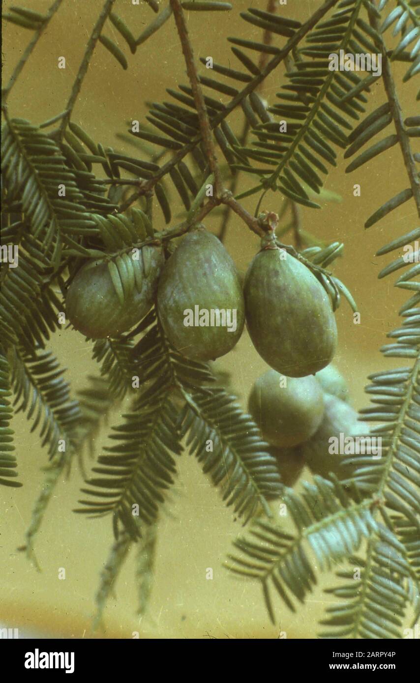 Rare and endangered trees unique to China, 1958 Stock Photo Alamy