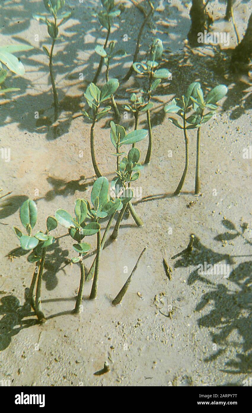 Rare and endangered trees unique to China, 1958 Stock Photo Alamy